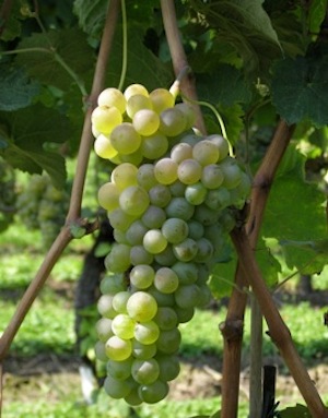 Trentino, antichi vitigni recuperati