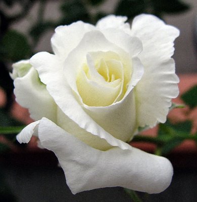 una rosa bianca