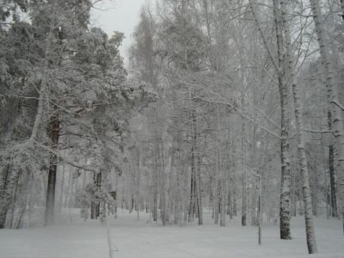 Foreste siberiane