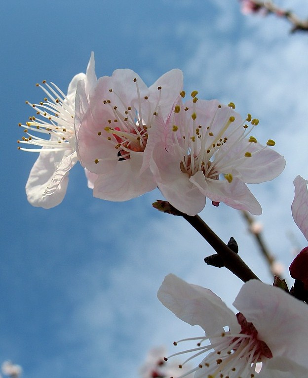 fiore di albicocco, pianta tradizionale dell\'Afghanistan