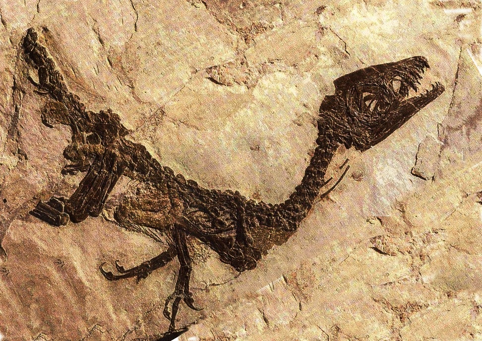 Ciro, il fossile di dinosauro rinvenuto a Pietraroja nel 1980