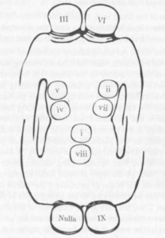 Disegno di Reza Negarestani