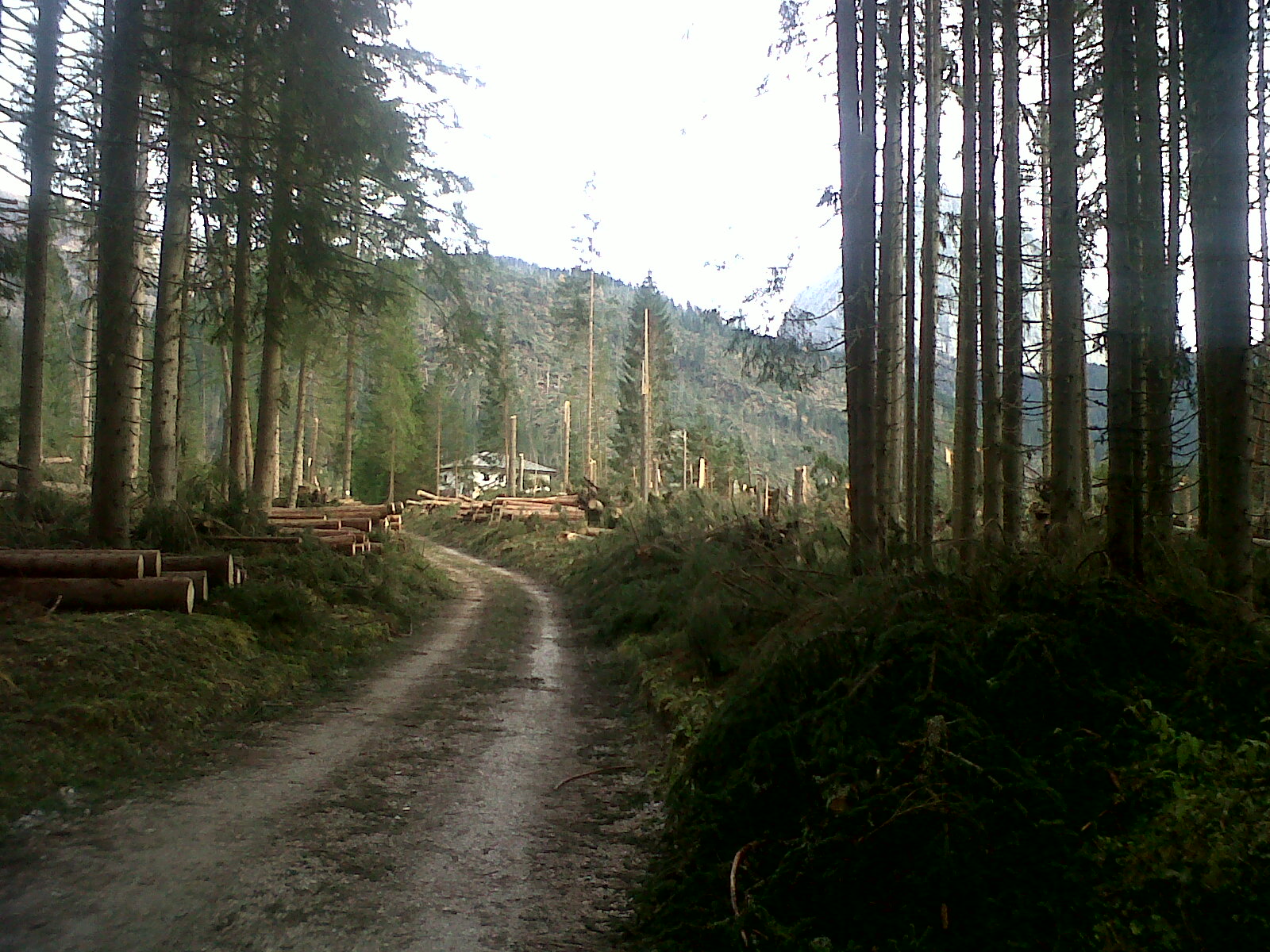 Val Visdende dopo il ciclone Vaia