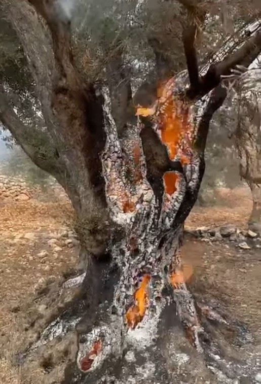 Ulivo che brucia in Palestina